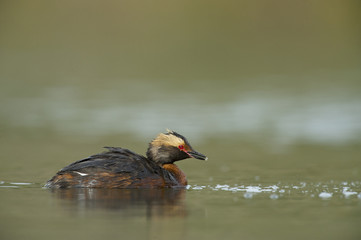 Horned grebe (Podiceps auritus), male