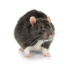 Cute rat on white background