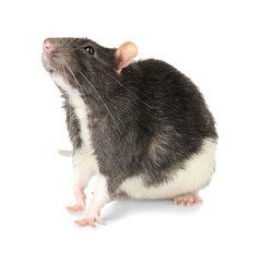 Cute rat on white background