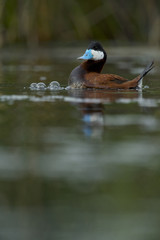 Ruddy duck (Oxyura jamaicensis), male in breeding plumage displaying