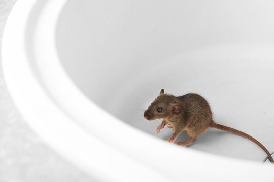 Cute little rat sitting in sink