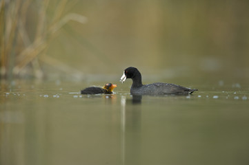American Coot (Fulica americana) (a.k.a. mud hen)