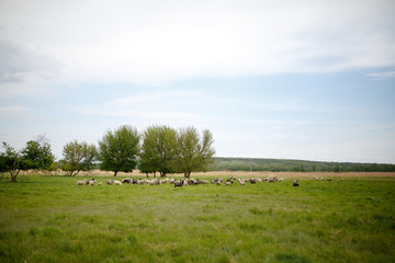 Flock of sheep graze in the meadow