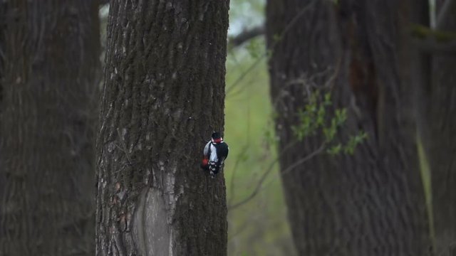 Woodpecker is flying away from a tree. Bird in the forest. Slow motion 240 fps