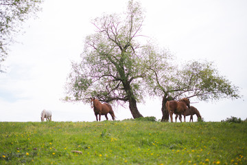 Family horses on a green meadow