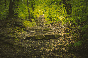 Stairs made of rock in mysterious forest