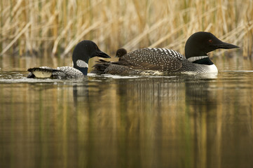 Great Northern Loon (Gavia immer), Common Loon with just hatched chick - 151895376