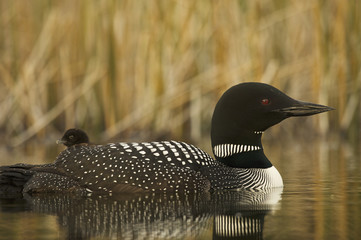 Great Northern Loon (Gavia immer), Common Loon with just hatched chick © Enrique