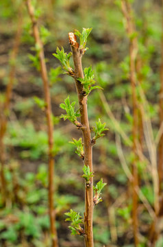 Raspberry bushes on early spring