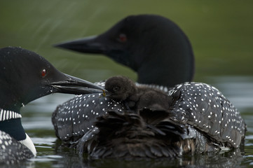 Great Northern Loon (Gavia immer), Common Loon with just hatched chick © Enrique