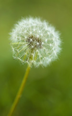 Dandelion Blossom in Spring