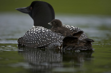 Great Northern Loon (Gavia immer), Common Loon with just hatched chick