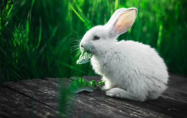 Small white rabbit eating a leaf sitting on a wooden board against a background of green grass.