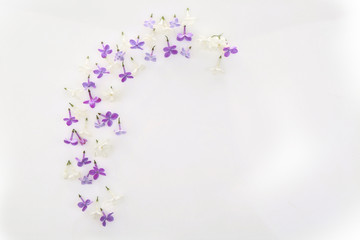 Composition of beautiful lilac flowers on white background