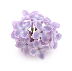 Poster Bunch of lilac flowers on white background © Africa Studio
