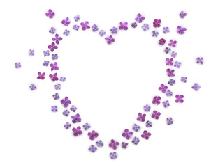 Composition of beautiful lilac flowers on white background