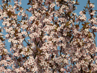 sakura in the spring.