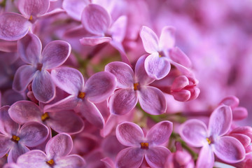 Fototapeta na wymiar Bunch of beautiful lilac flowers, closeup