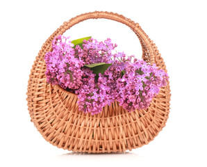 Fototapeta na wymiar Wicker basket with beautiful lilac flowers on white background