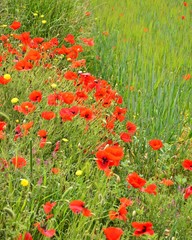 Amapolas rojas en el campo