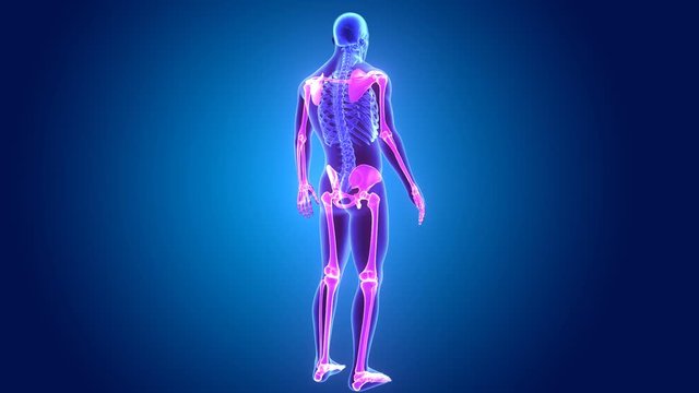 Appendicular skeleton