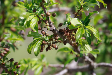 Frostbitten green plum fruit. Plants after sharp cold snap. Dead parts of plants after frost.