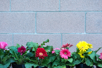 Six pots of gerbera daisies in front of a concrete block wall.