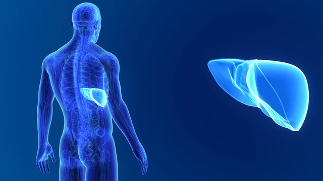 Liver zoom with anatomy