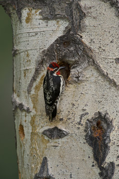 Red-naped Sapsucker (Sphyrapicus nuchalis), male