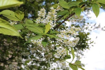 Common bird cherry (Prunus padus), wild Cherry or wrist, or Cherry bird— a species of small trees or shrubs of the genus Plum Pink family