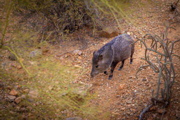 Javelina Walking Solitary