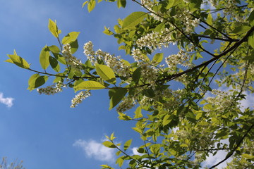 Common bird cherry (Prunus padus), wild Cherry or wrist, or Cherry bird— a species of small trees or shrubs of the genus Plum Pink family