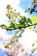 Common bird cherry (Prunus padus), wild Cherry or wrist, or Cherry bird— a species of small trees or shrubs of the genus Plum Pink family
