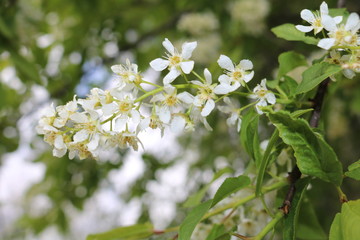 Common bird cherry (Prunus padus), wild Cherry or wrist, or Cherry bird— a species of small trees or shrubs of the genus Plum Pink family