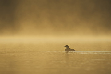 Great Northern Loon (Gavia immer), Common Loon in the fog at sunrise
