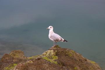 Silbermöwe auf Felsen