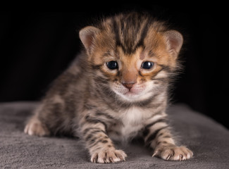 Bengal Kitten 3 Weeks young © Andreas Krappweis
