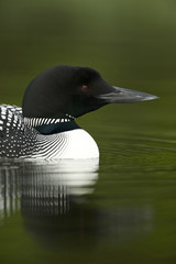 Great Northern Loon (Gavia immer), Common Loon