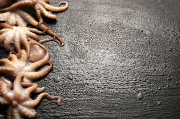 Octopus vulgaris Pulpo Gewöhnlicher Pieuvre Krake Polpo Ośmiornica Poulpe Közönséges Piovra Obična Polipetto hobotnica zwyczajna polip © Comugnero Silvana