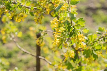 Blackcurrant or Ribes nigrum blossoms