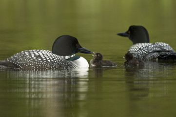 Great Northern Loon (Gavia immer), Common Loon with just hatched chick