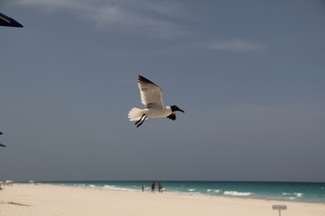 Seagull in Flight
