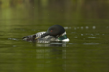 Great Northern Loon (Gavia immer), Common Loon with just hatched chick