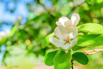 Obraz na płótnie Canvas close-up of quince flower