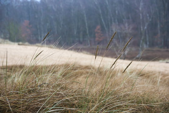 Boberger Dune in Hamburg - Vegetation - Naturschutzgebiet im Herbst