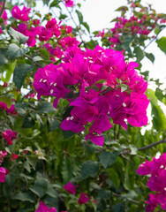 bougainvillier 