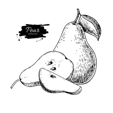 Pear vector drawing. Isolated hand drawn pear and sliced pieces.