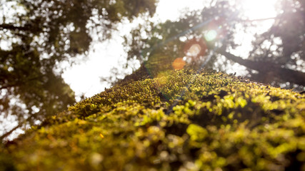 Corteza de árbol con musgo