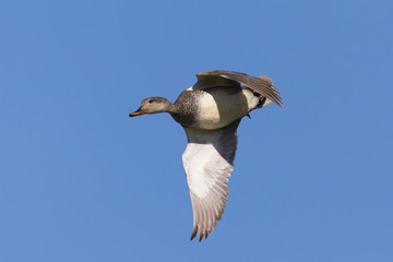 Mallard against the sky, seen in the wild in a North California marsh