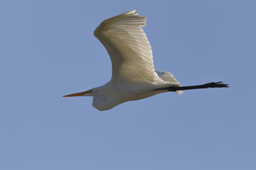 Great egret flying in the wild in North California